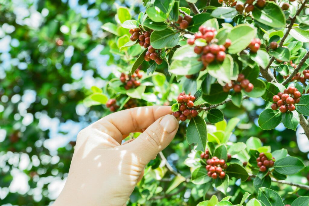 Coffee beans